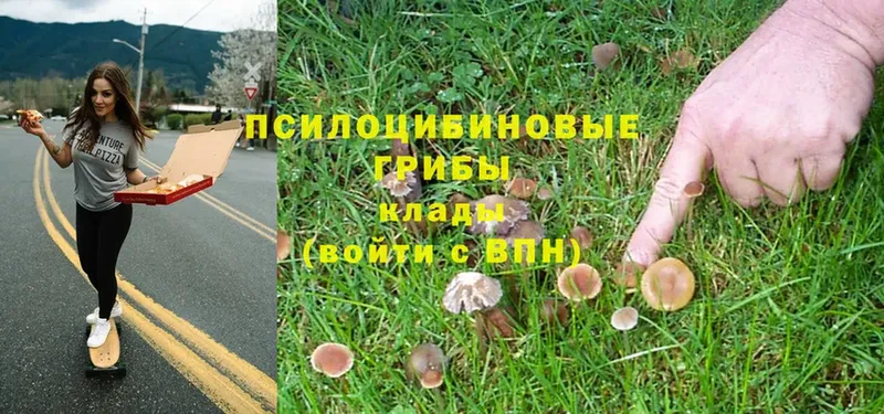 Псилоцибиновые грибы Psilocybe  Ладушкин 